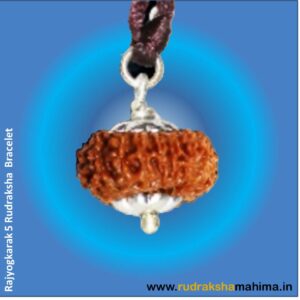 13 mukhi rudraksha