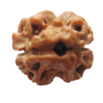 2 mukhi Rudraksha