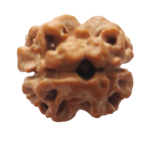 2 mukhi Rudraksha