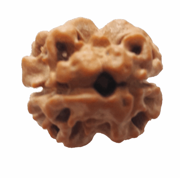 2 mukhi Rudraksha