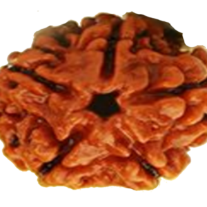 rudraksha