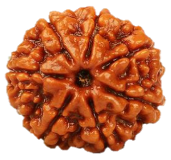 5 things to know before buying Rudraksha