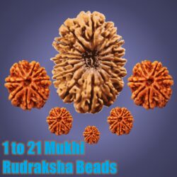 Rudraksha Beads: 1 to 14 Mukhi