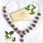 rudraksha siddha mala