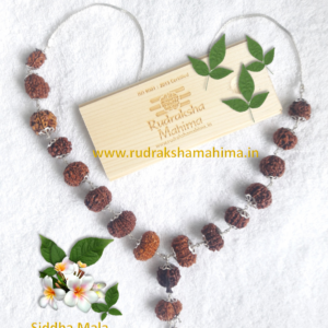 rudraksha siddha mala