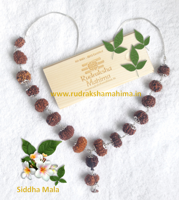 rudraksha siddha mala
